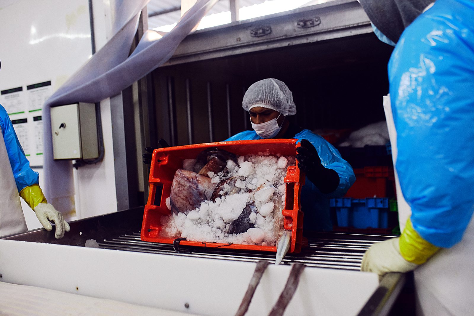 Giant squid arriving in ice at the plant intake — Tonari Peru